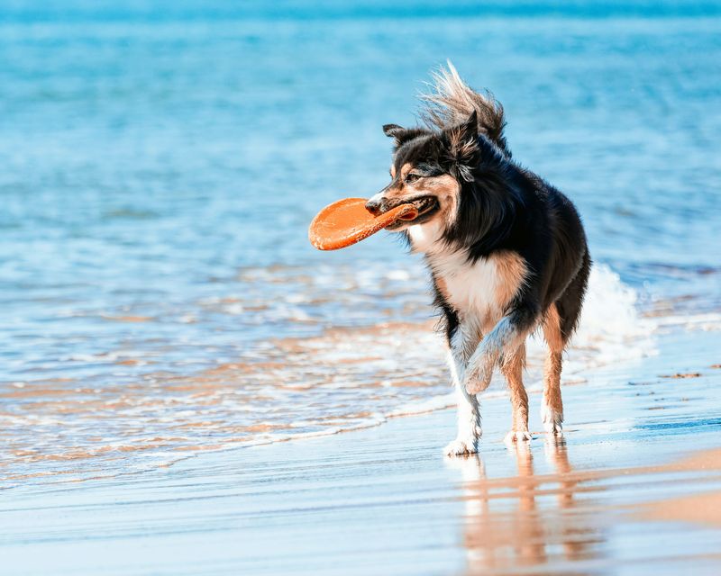 Fetching on Command