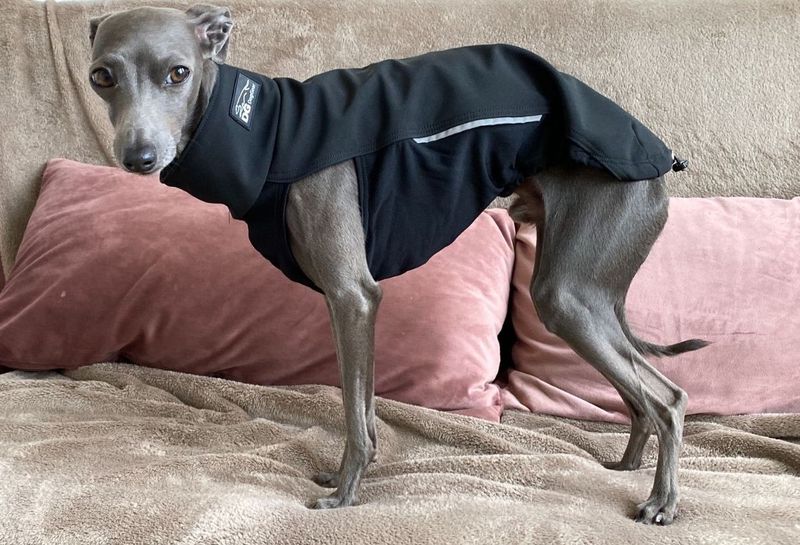 Italian Greyhound