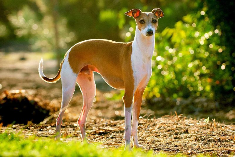 Italian Greyhound
