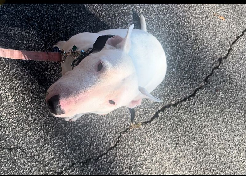 Bull Terrier