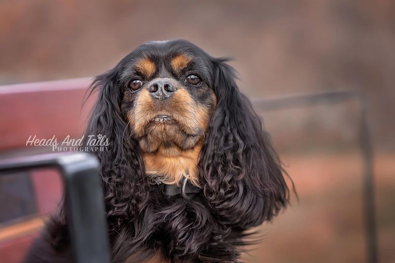 Cavalier King Charles Spaniel