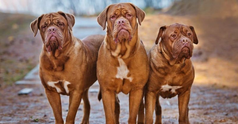 Dogue de Bordeaux