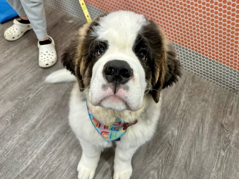 Saint Bernard