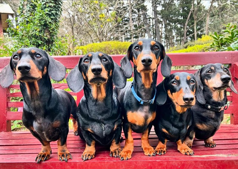 Dachshund