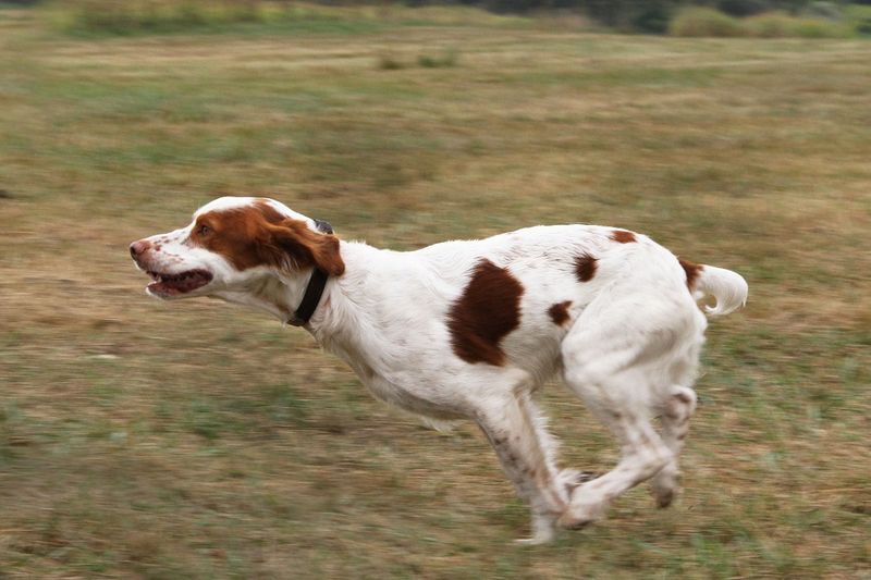Brittany Spaniel