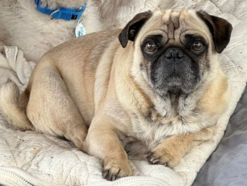 Pug