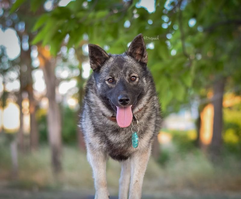 Norwegian Elkhound