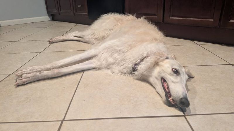 Borzoi