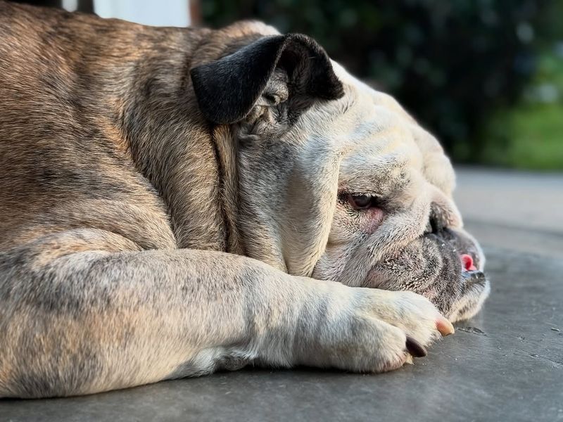 Bulldog