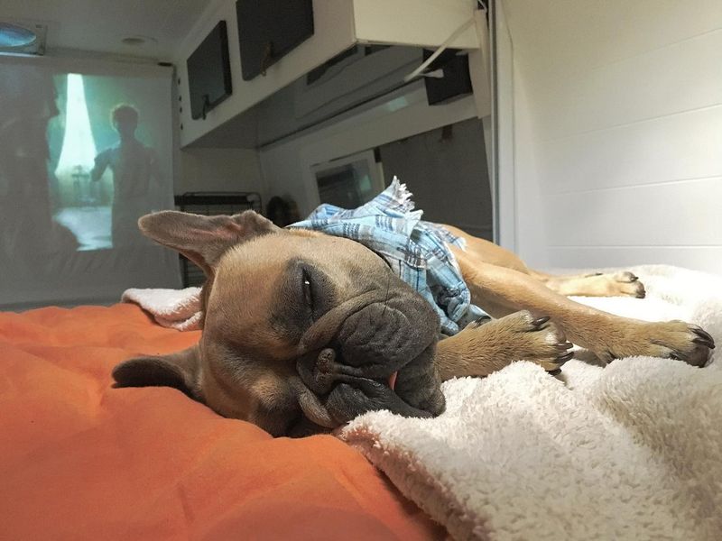French Bulldog