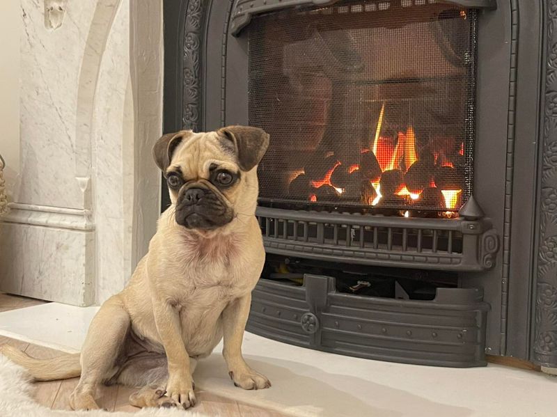 Pug