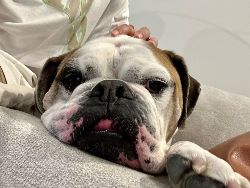 Bulldog