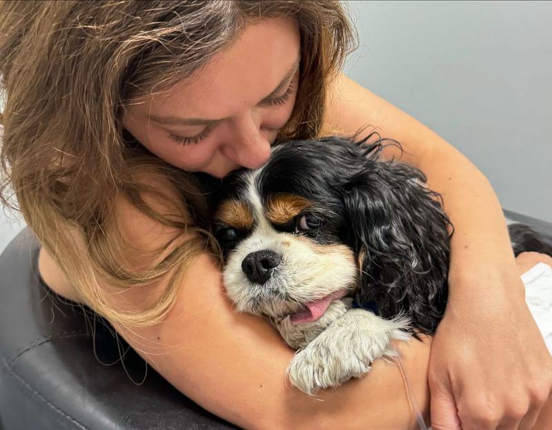 Cavalier King Charles Spaniel