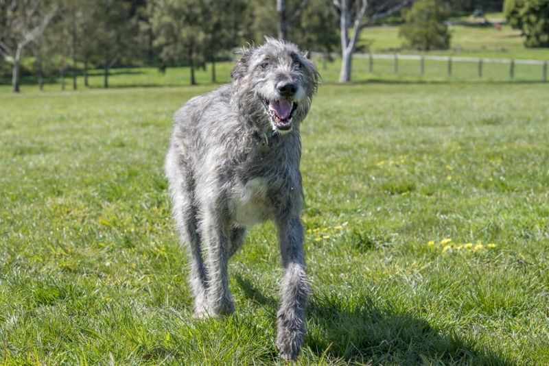 Irish Wolfhound