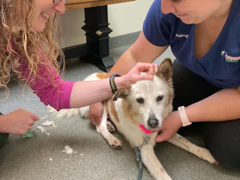 Vet Visits