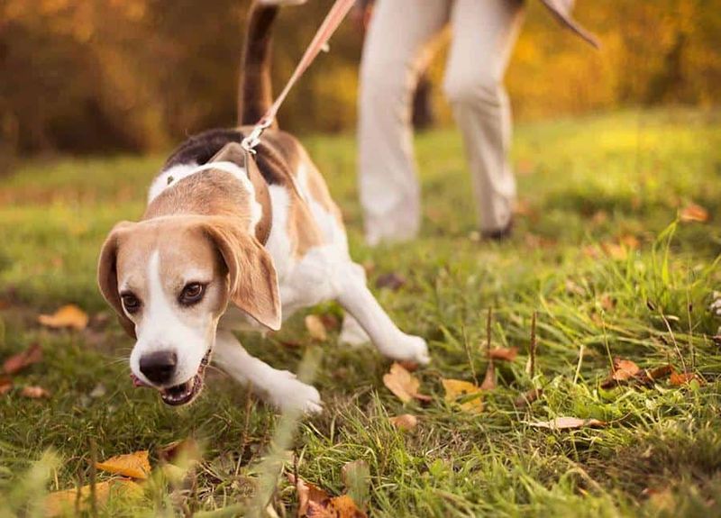 Pulling on the Leash