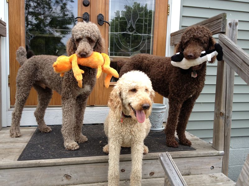 Shares Toys and Food