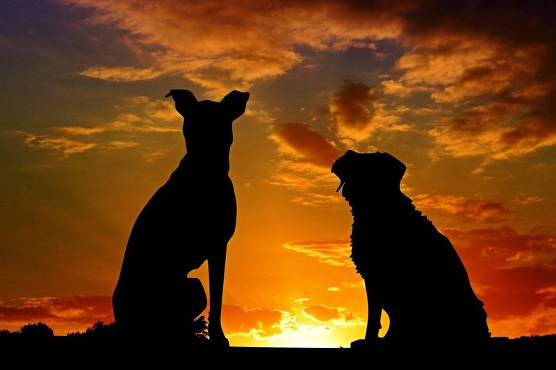 Celestial Companionship