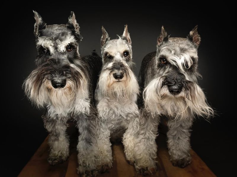 Miniature Schnauzer