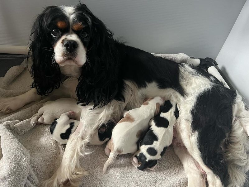 Cavalier King Charles Spaniel