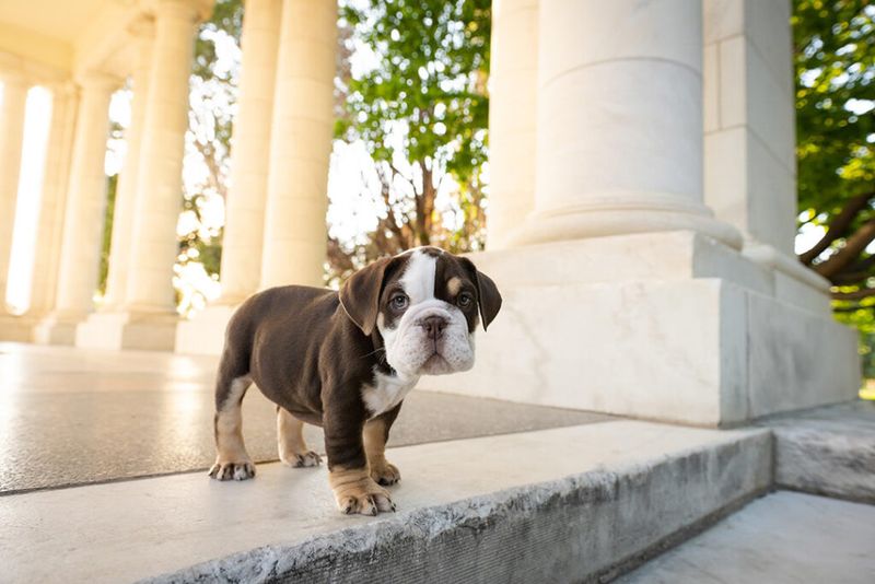 English Bulldog