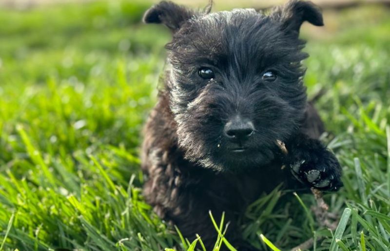 Scottish Terrier