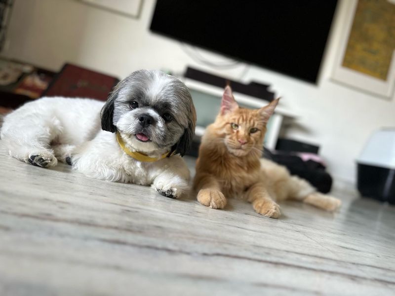 Shih Tzu