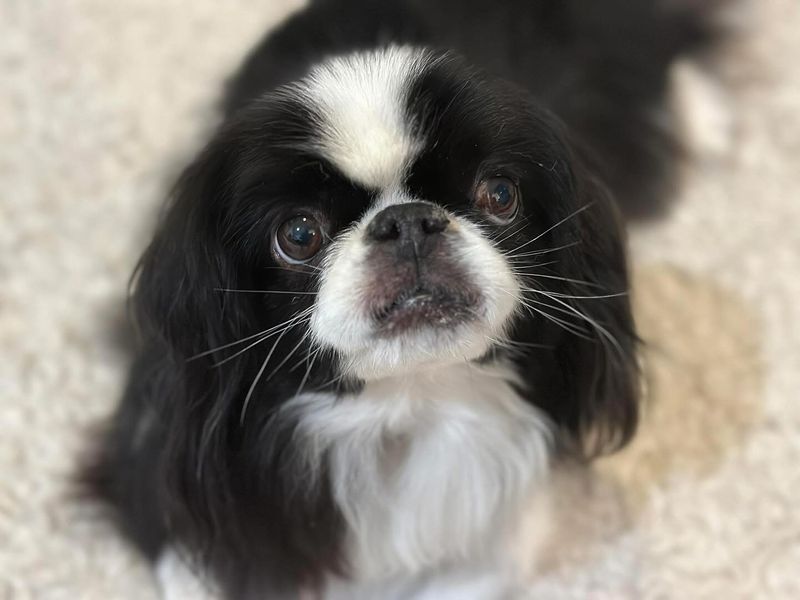 Japanese Chin