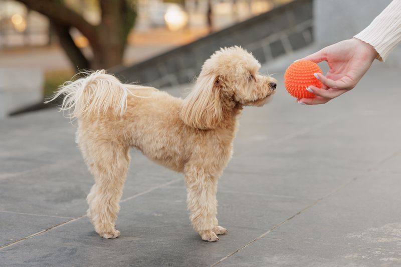 Toy Poodle