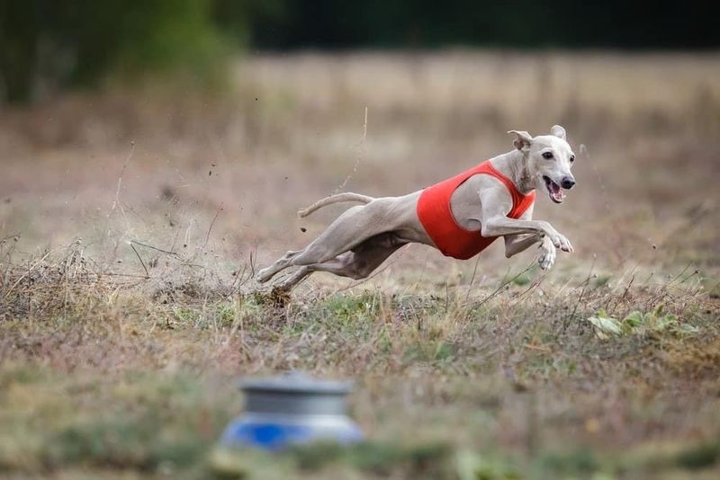 Italian Greyhound