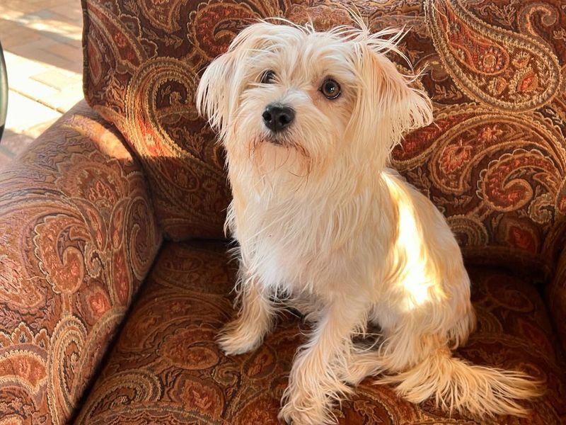 Maltese