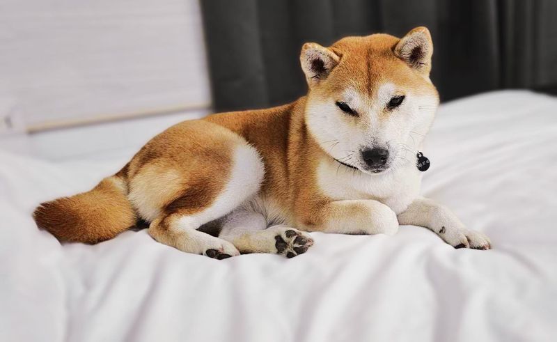 Shiba Inu