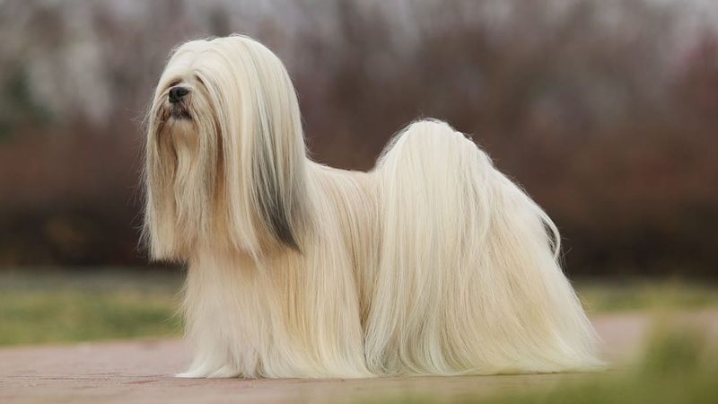 Lhasa Apso