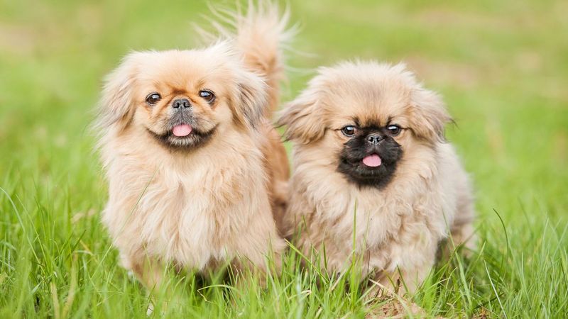 Pekingese