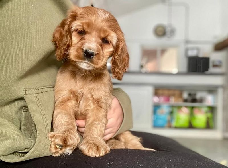 Cocker Spaniel