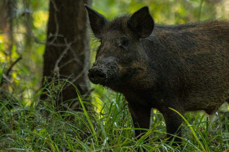 Feral Hogs