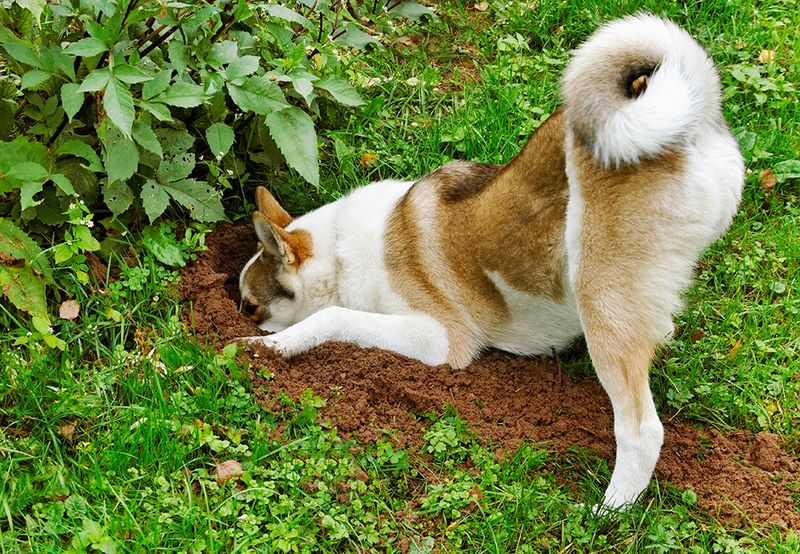 Digging Holes
