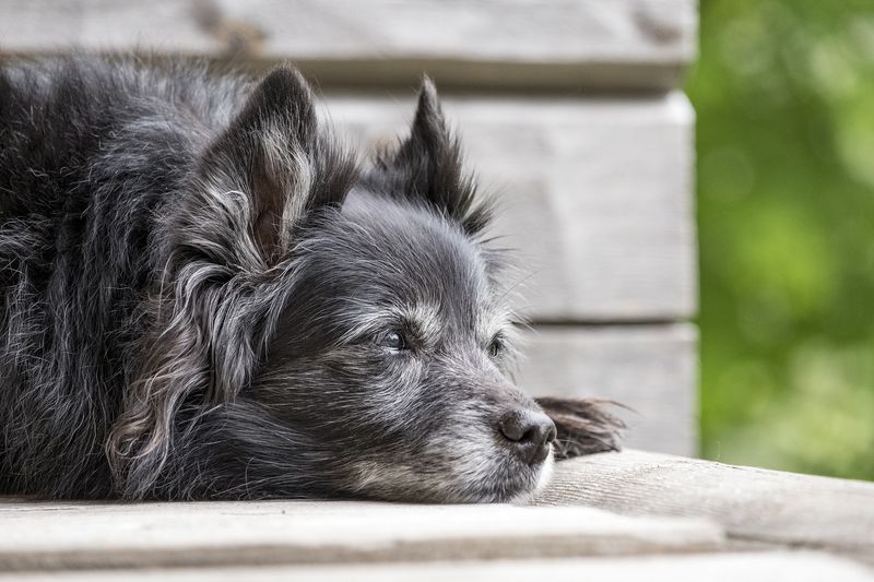 Cognitive Health in Aging Dogs