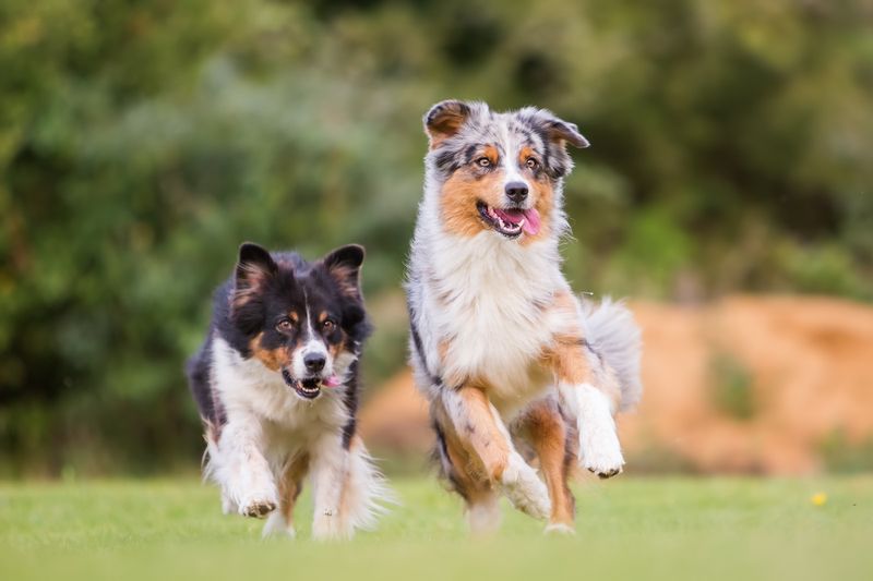 Herding Behavior