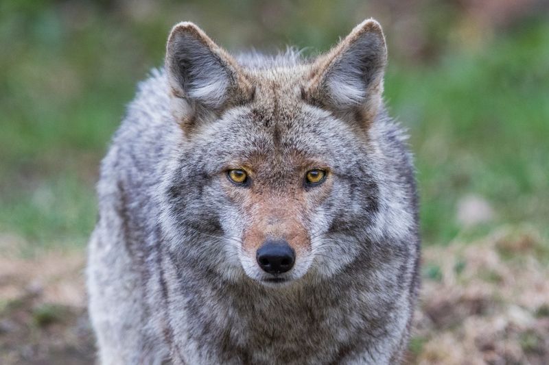 Coyotes