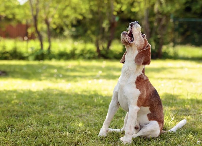 Barking Excessively