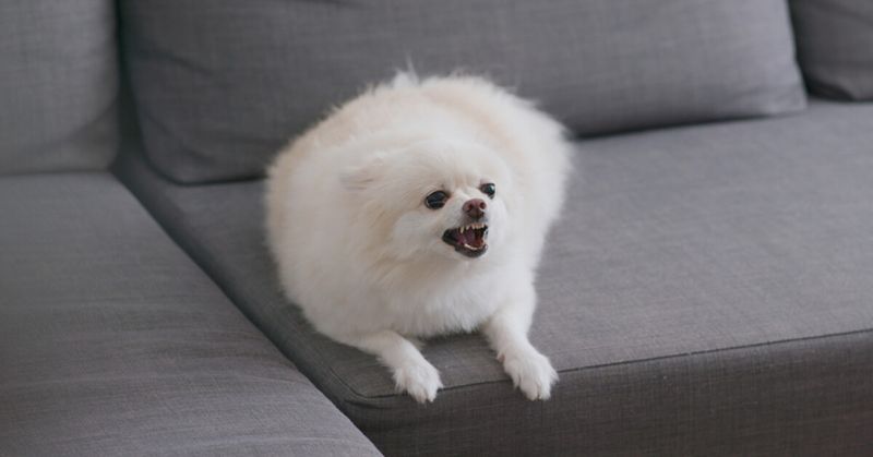 Excessive Barking