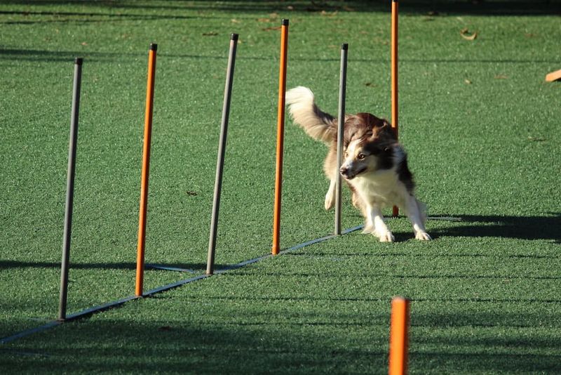 Agility Course Challenge