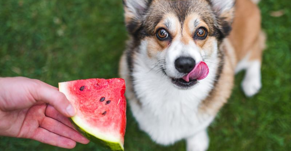 How These 15 Fruits Can Keep Your Dog Happy and Healthy