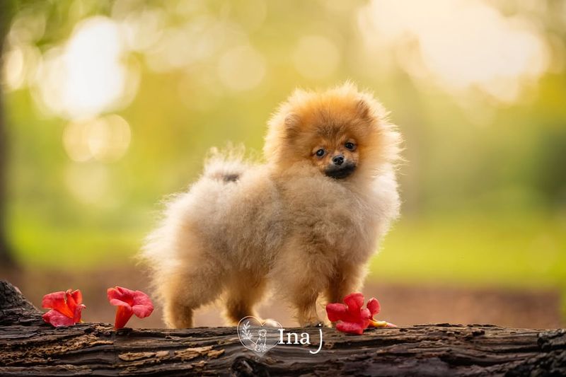 Pomeranian