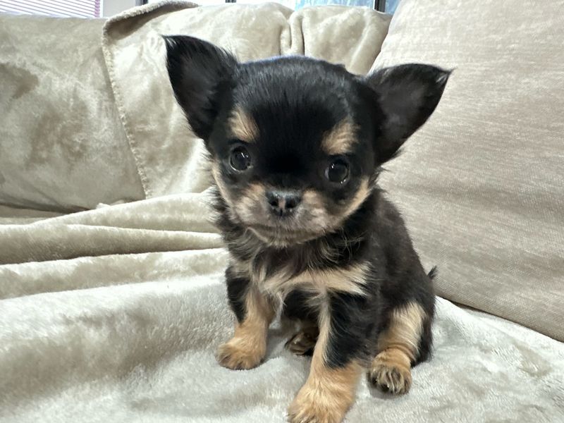 Chihuahua