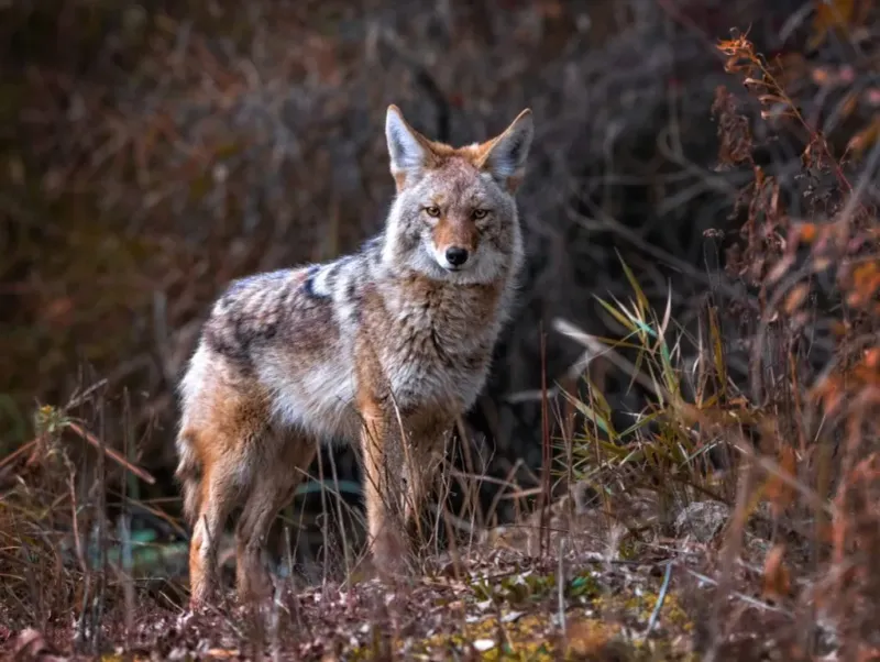 Coyotes