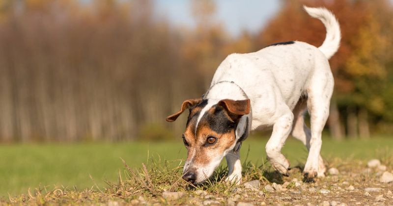 Sniffing Everything