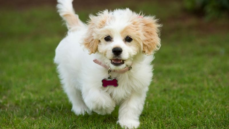 Cavachon