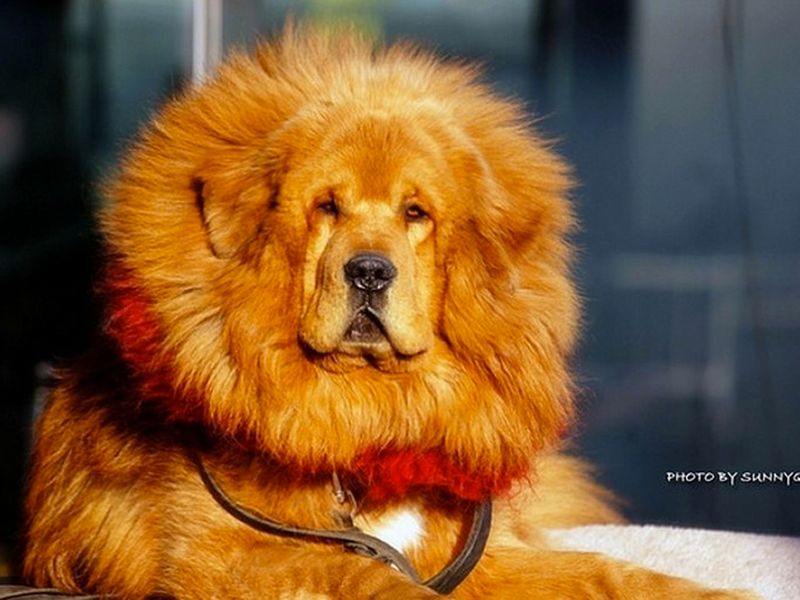 Tibetan Mastiff
